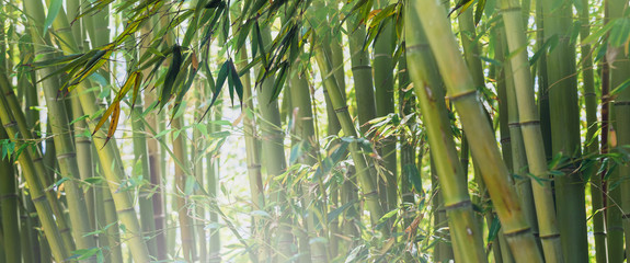 Jungle in Malaysia with green bamboo grove.