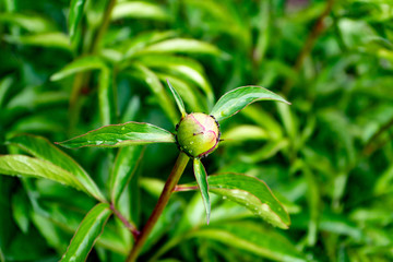 Green leaves of tropical plants. Gorgeous juicy greens. Green life