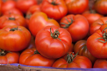 lots of tomatoes on a branch on counter