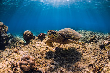 Obraz premium Turtle swim over coral bottom in underwater ocean.