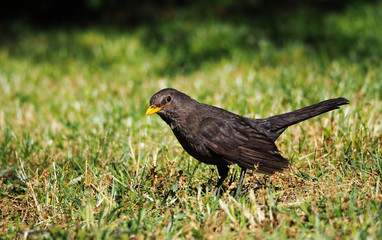 Turdus merula cabrerae