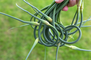 Garlic arrows in a hand on a green background. Garlic care concept, options for using arrows of...