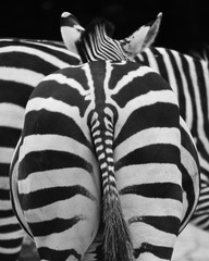 zebra back side