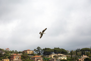 Seagull in fly