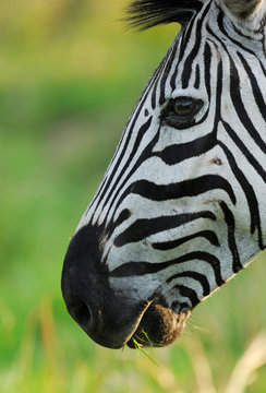 Portrait of a zebra