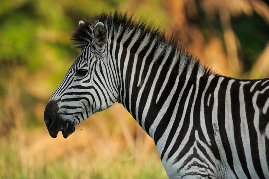 Fototapeta Portrait of a zebra
