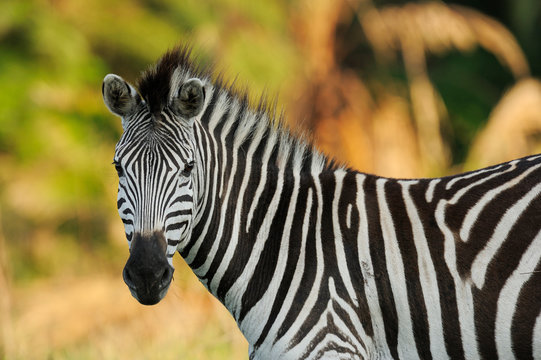 Portrait of a zebra