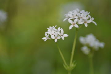 Waldmeisterblüten (Galium odoratum)
