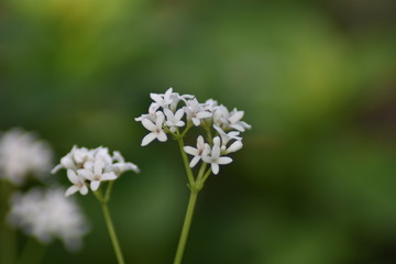 Waldmeisterblüten (Galium odoratum)