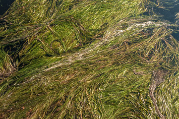 The Danube Delta