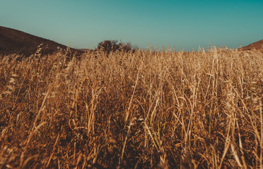 Bonito paisaje de un campo de trigo