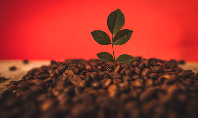 Hoja de un árbol rodeada por granos de café