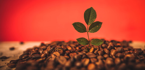 Hoja de un árbol rodeada por granos de café