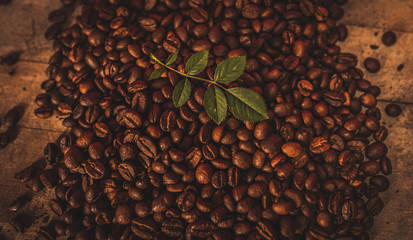 Hoja de un árbol rodeada por granos de café