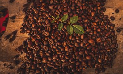 Hoja de un árbol rodeada por granos de café