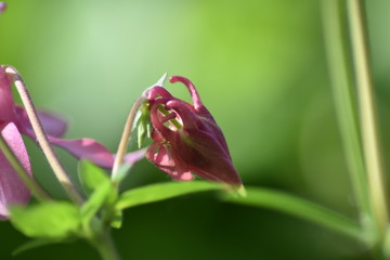 Blühende Akelei (Aquilegia)