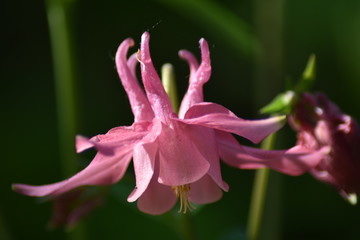 Blühende Akelei (Aquilegia)