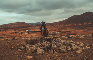 Paisaje en el campo con un perro