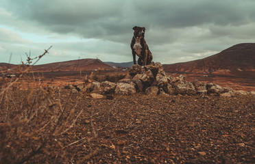 Paisaje en el campo con un perro