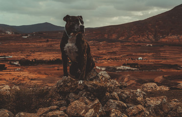 Paisaje en el campo con un perro