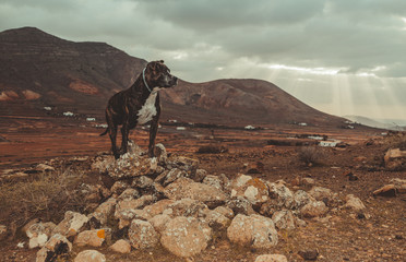 Paisaje en el campo con un perro