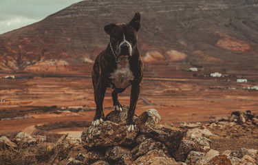Paisaje en el campo con un perro
