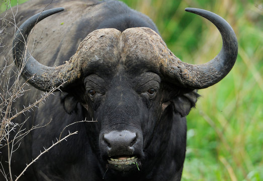 Cape buffalo close up head