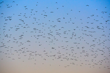 many flying birds in the colorful sky at sunset