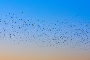 many flying birds in the colorful sky at sunset