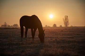 one horse grazes in a meadow at sunrise