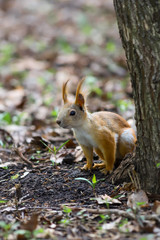 Naklejka na ściany i meble An Eurasian red squirrel (Sciurus vulgaris) in seasonal shedding from gray winter coat to red summer coat hiding behind the tree