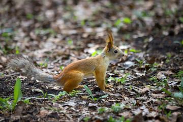 Sideview of an Eurasian red squirrel (Sciurus vulgaris) in seasonal shedding from gray winter coat to red summer coat 