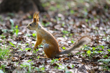 Naklejka na ściany i meble An Eurasian red squirrel (Sciurus vulgaris) in seasonal shedding from gray winter coat to red summer coat standing on its hind legs 