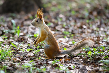An Eurasian red squirrel (Sciurus vulgaris) in seasonal shedding from gray winter coat to red summer coat  standing on its hind legs 