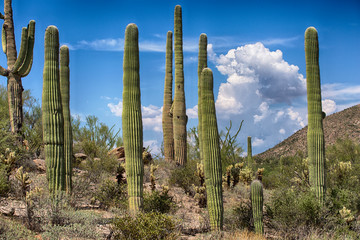 saguaro