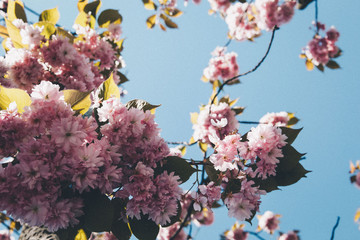 cherry blossom and blue sky