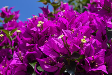 Violet bougainvillea flowers bloom close-up against a blue sky. Turkey