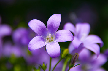 Fototapeta premium closeup of purple flower