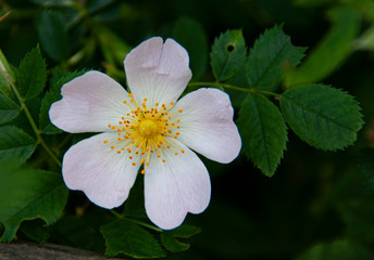 Wild rose blossom