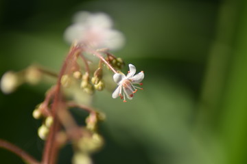 Porzellanblümchen (Saxifraga × urbium) - Steinbrech