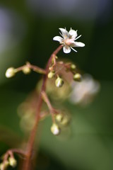 Porzellanblümchen (Saxifraga × urbium) - Steinbrech