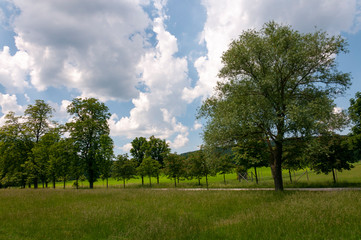 landscape with trees and blue sky