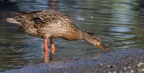female mallard at presque isle Erie Pennsylvania 
