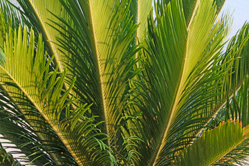 Palm green leaves as background or texture. Tropical plants concept.