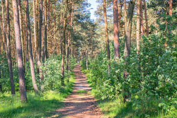 Trail in the pine forest. Beautiful view in the pine forest.