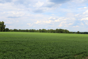 Green field in the middle of the forest