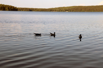 Ask the seagulls to eat at lake