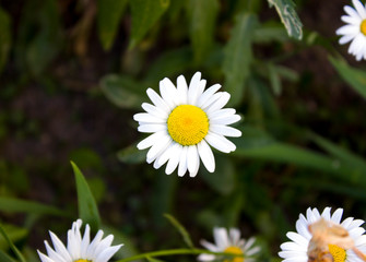 white little daisies in the grass