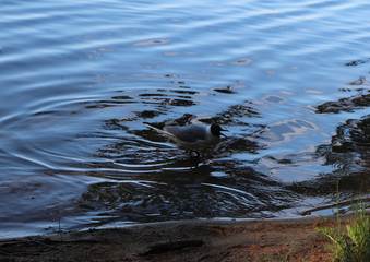 Ask the seagulls to eat at lake