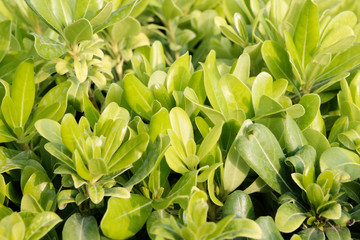 Obraz na płótnie Canvas Green leaves as background or texture. Tropical plants concept.